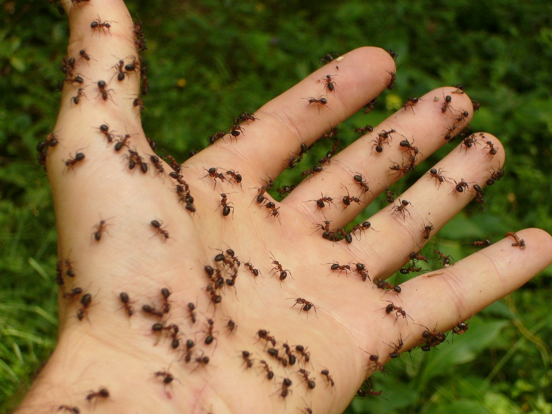 Smart Ants Control Solutions for Every Household