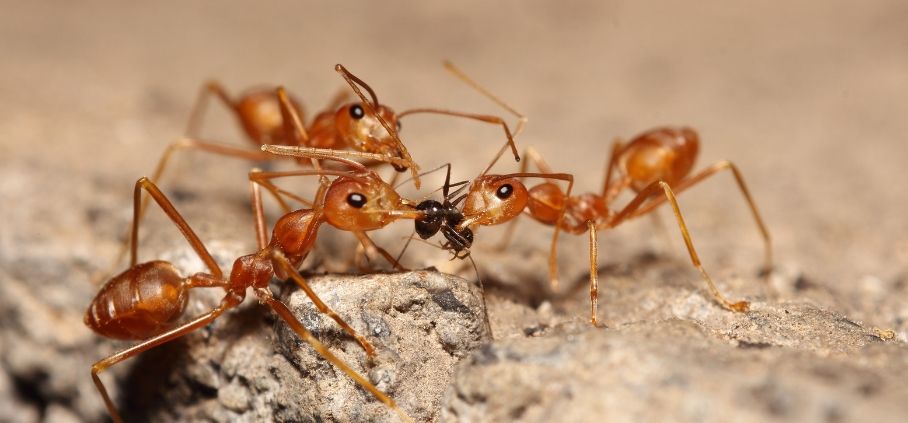 Smart Ants Control Solutions for Every Household