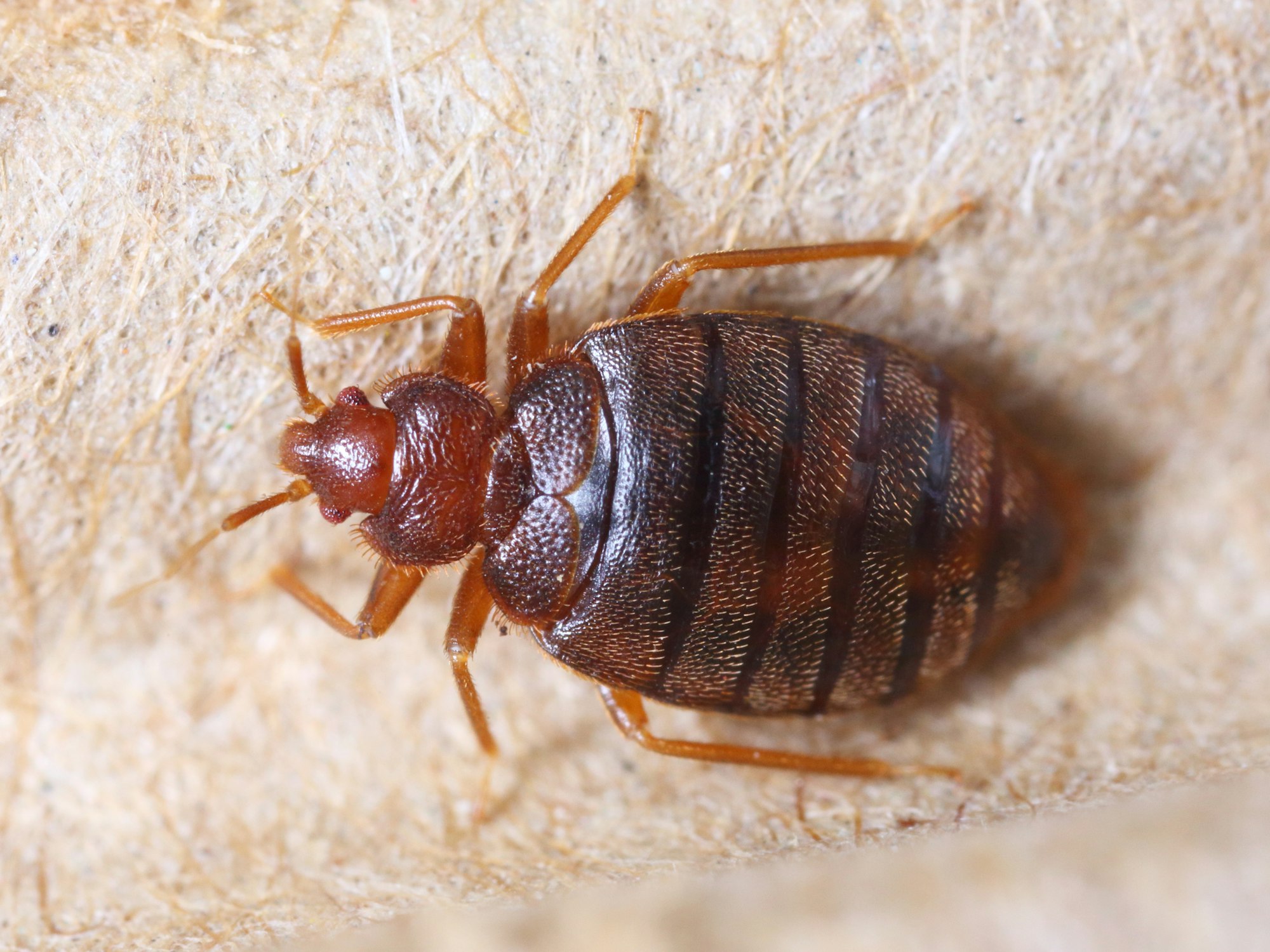 Effective Bed Bug Solutions to Protect Your Home