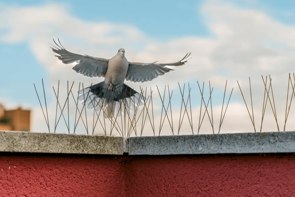 Top Bird Control Solutions to Keep Your Property Free of Birds