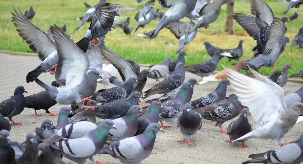 Top Bird Control Solutions to Keep Your Property Free of Birds