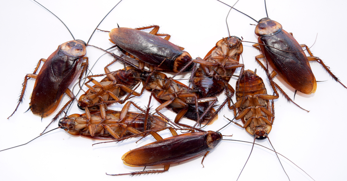 Best Cockroaches Control service for Your Home and Office