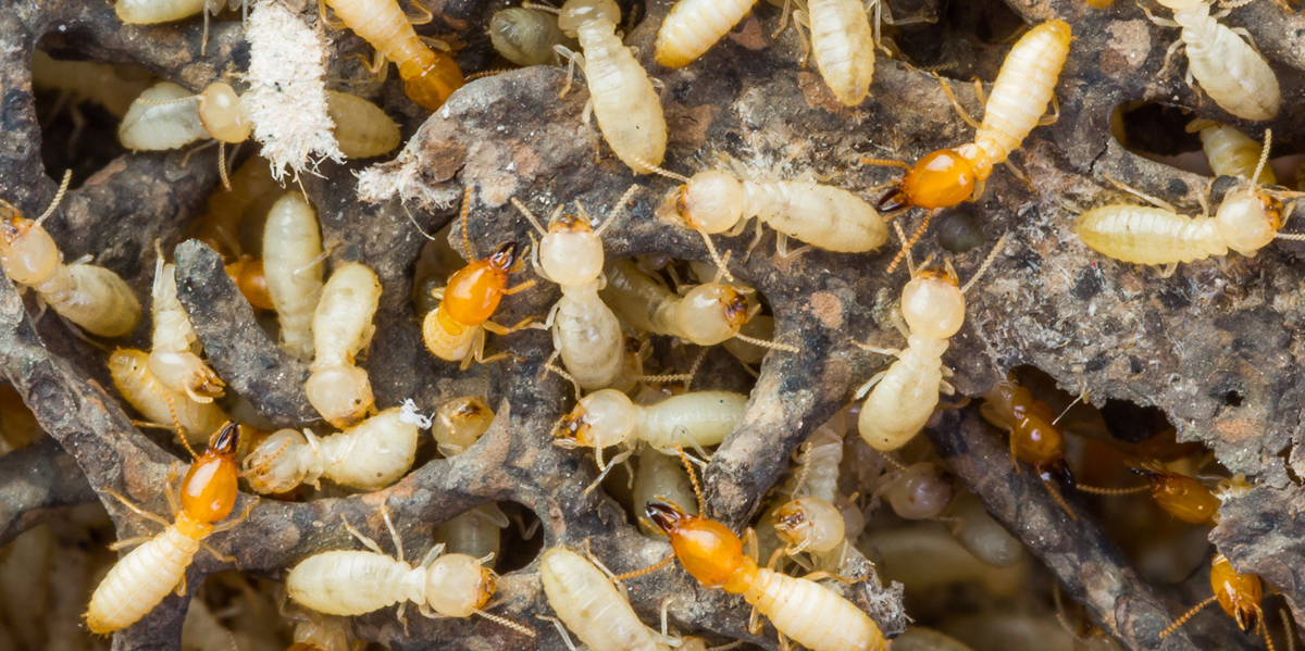 Termites control in Dubai, Sharjah & Ajman. AMpests offers expert termite treatment & prevention. Protect your property today!