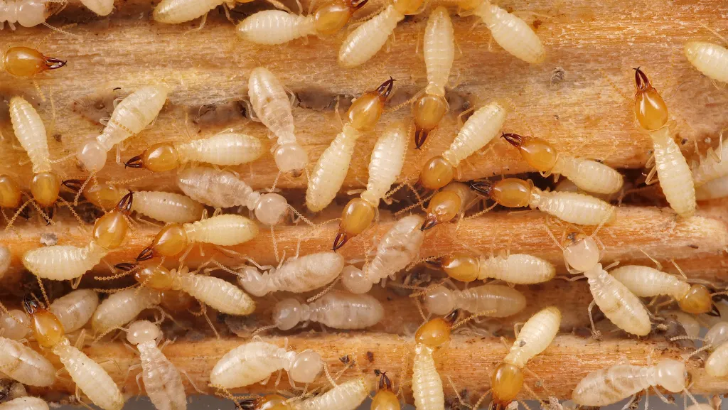 Termites control in Dubai, Sharjah & Ajman. AMpests offers expert termite treatment & prevention. Protect your property today!
