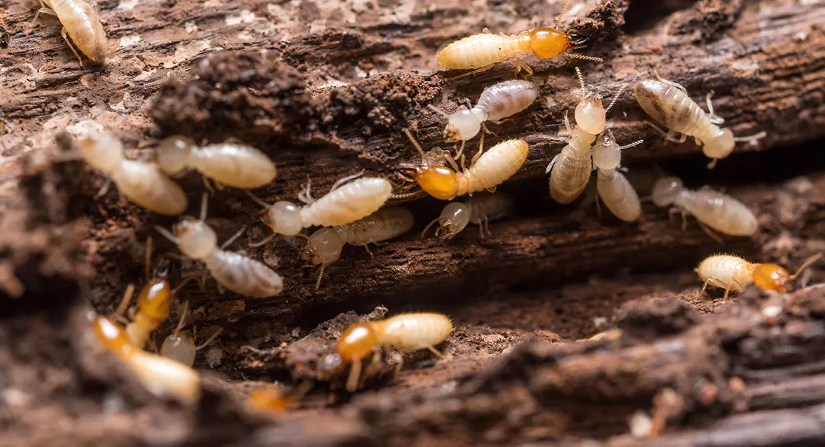 Termites control in Dubai, Sharjah & Ajman. AMpests offers expert termite treatment & prevention. Protect your property today!