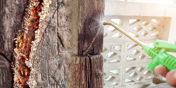 AntiTermite_food_banner